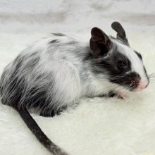オシャレカラー番長🐭💫デグー(ブラックパイド) 男の子