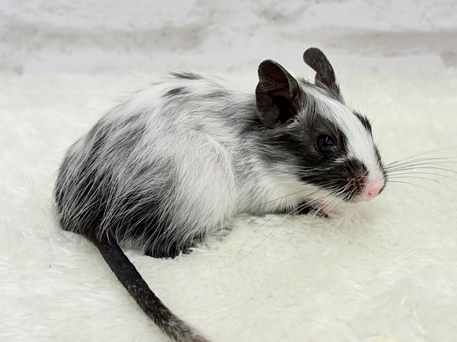 オシャレカラー番長🐭💫デグー(ブラックパイド) 男の子