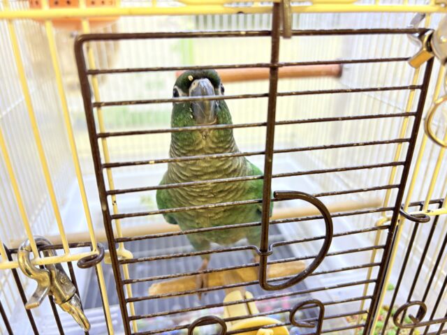 ホオミドリウロコインコ