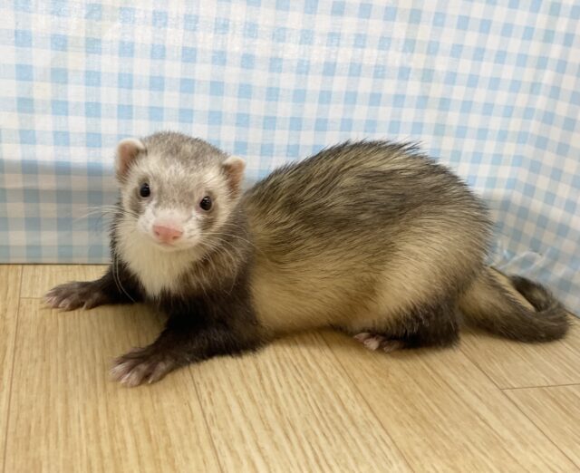 最新画像有ります🌟爆睡❤️マーシャルフェレットさん🍖 フェレット