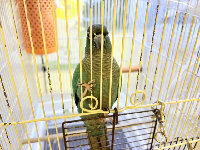 ホオミドリウロコインコ