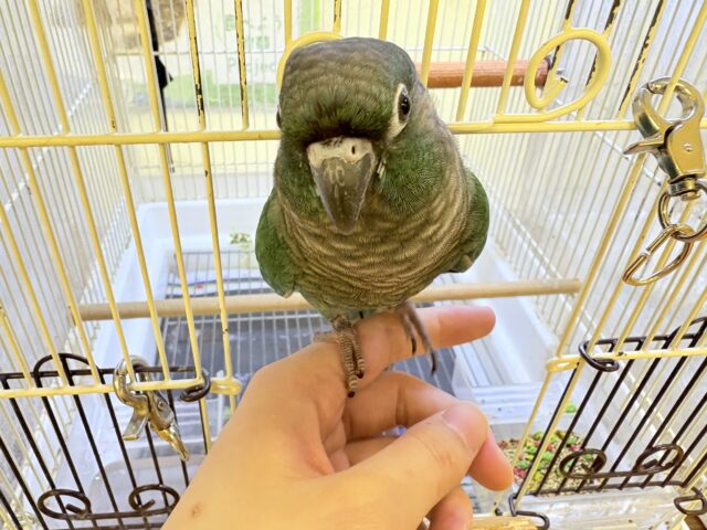 ホオミドリウロコインコ