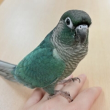 【最新画像更新🪄︎︎‪‪💫】いつも止まらない構ってアピール⁉️ウロコインコちゃん（ブルー）