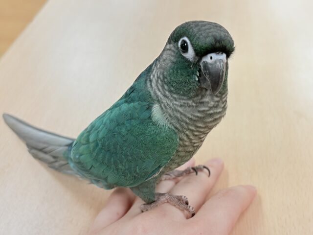 【最新画像更新🪄︎︎‪‪💫】いつも止まらない構ってアピール⁉️ウロコインコちゃん（ブルー）