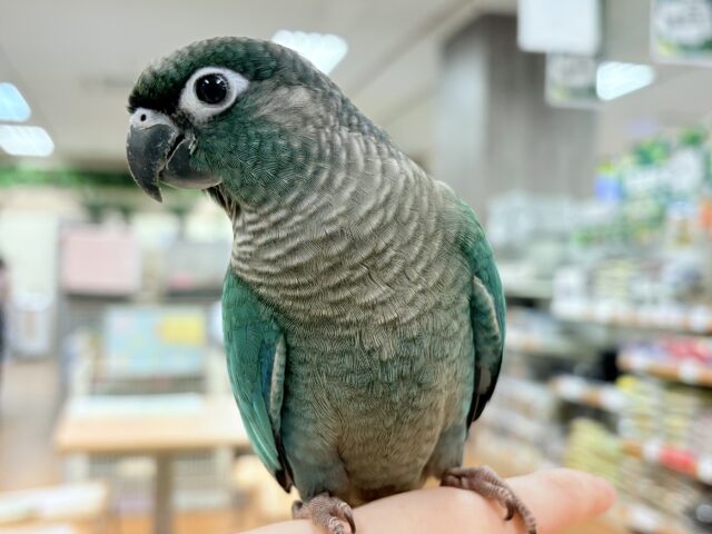 ホオミドリウロコインコ