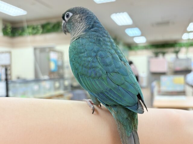 ホオミドリウロコインコ