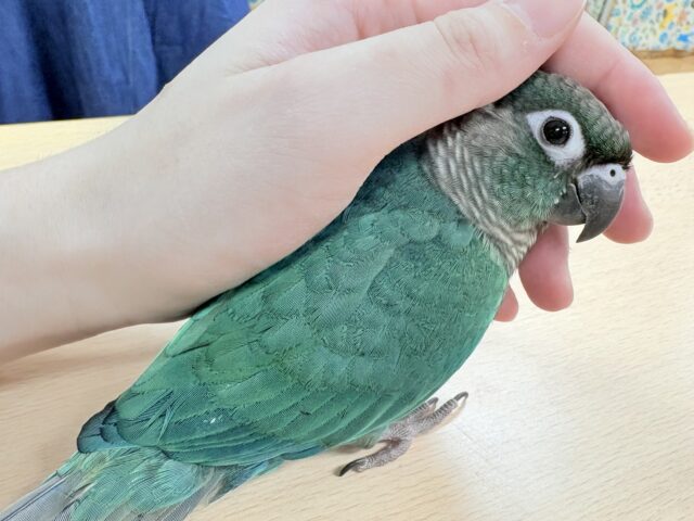 ホオミドリウロコインコ