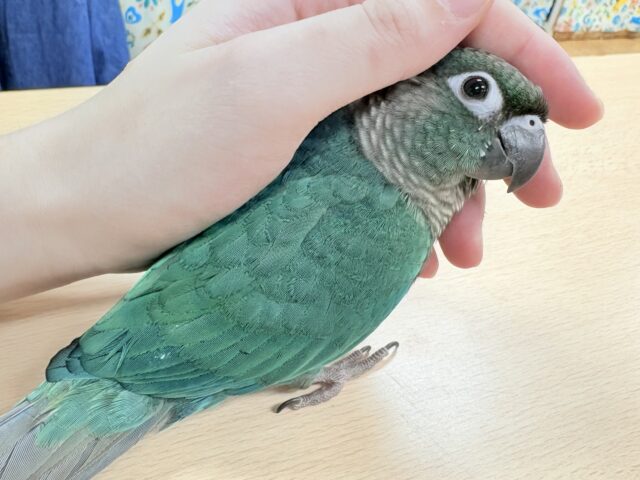 ホオミドリウロコインコ