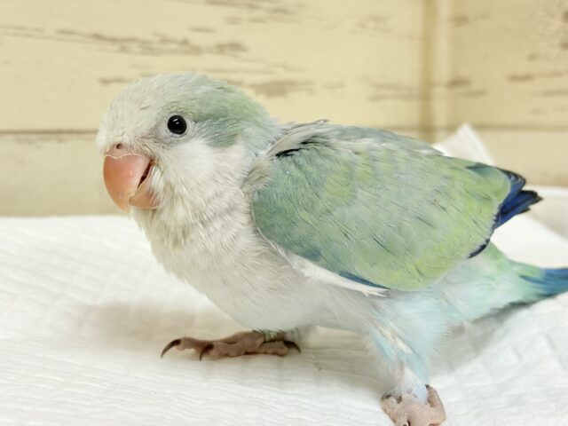 オキナインコ