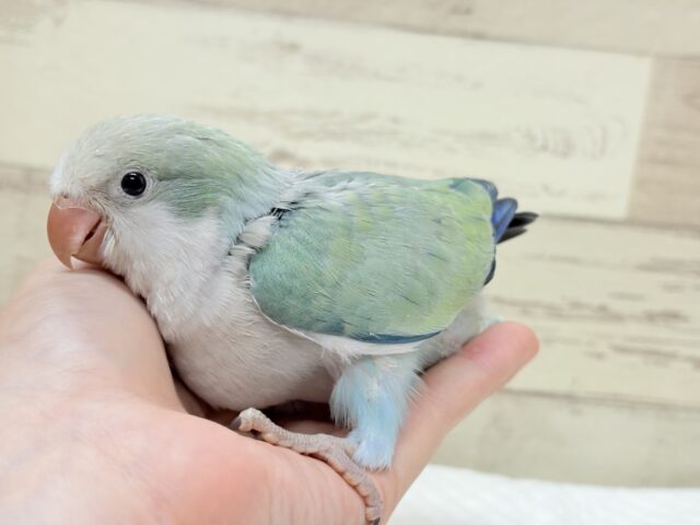 オキナインコ