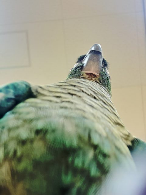 ホオミドリウロコインコ