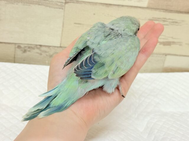 オキナインコ
