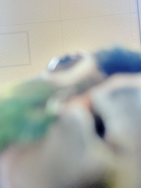 ホオミドリウロコインコ