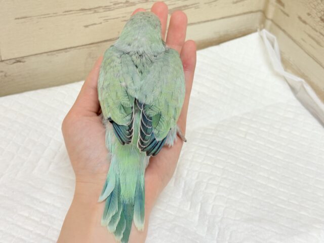 オキナインコ
