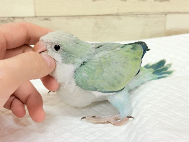 オキナインコ