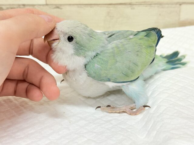 オキナインコ