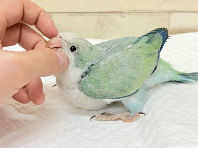 オキナインコ