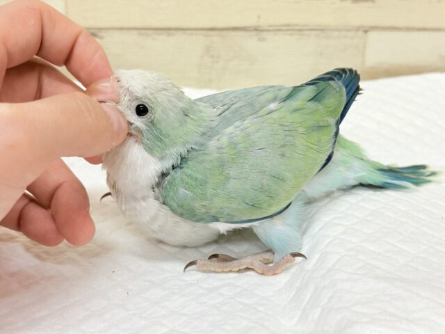 オキナインコ