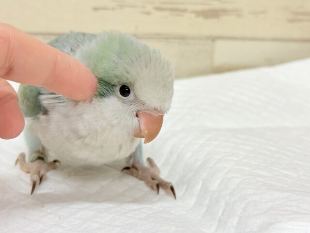 オキナインコ