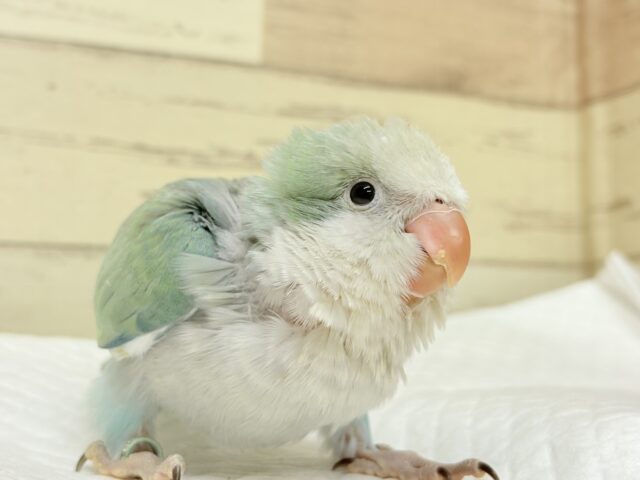 オキナインコ