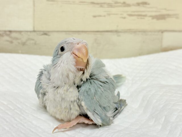 オキナインコ