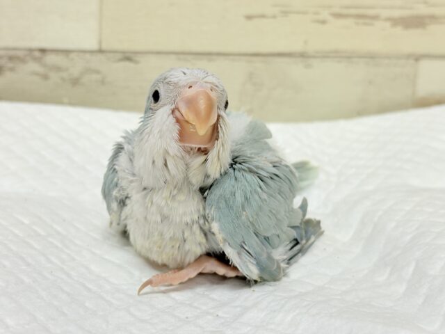 オキナインコ
