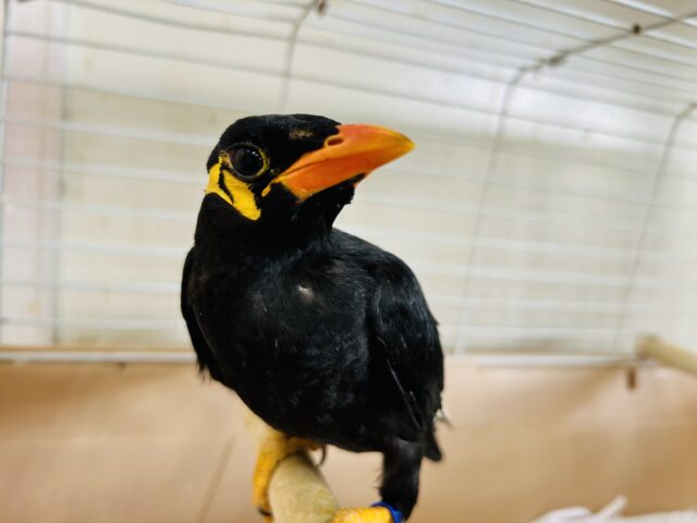 九官鳥（キュウカンチョウ）