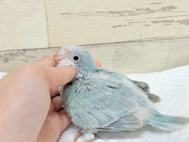 オキナインコ