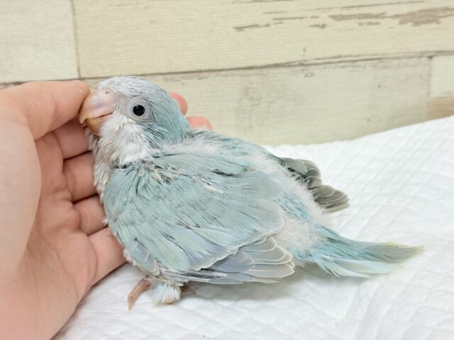 オキナインコ