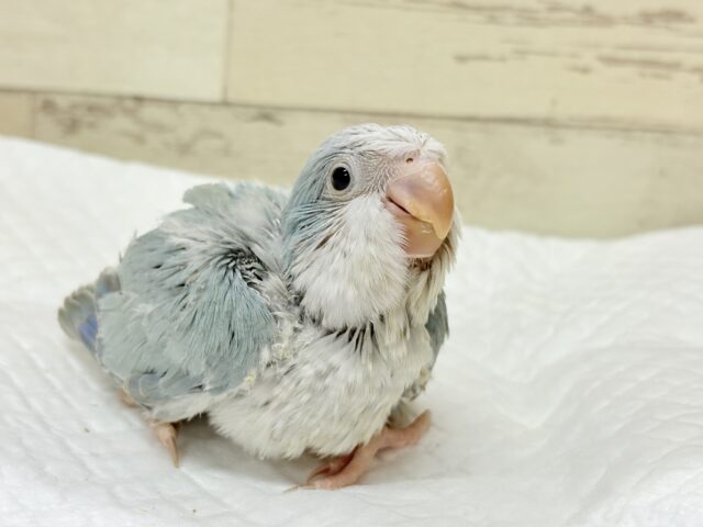 オキナインコ