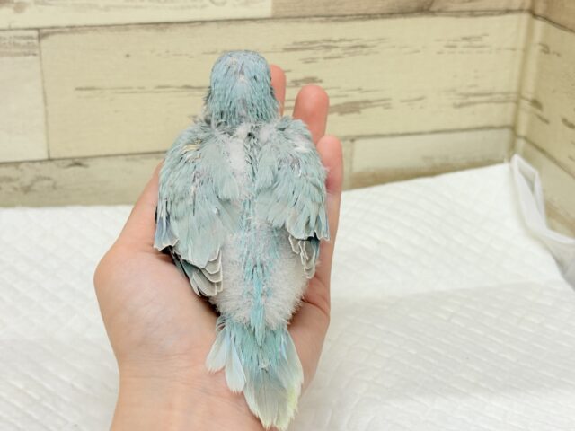 オキナインコ