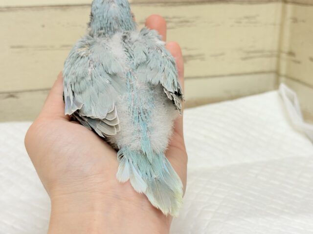 オキナインコ