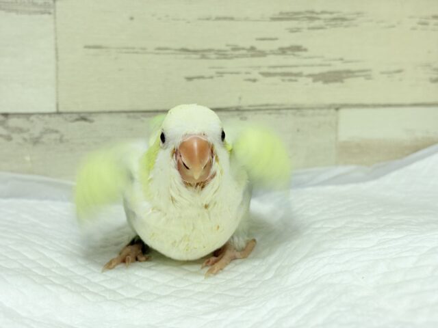 オキナインコ