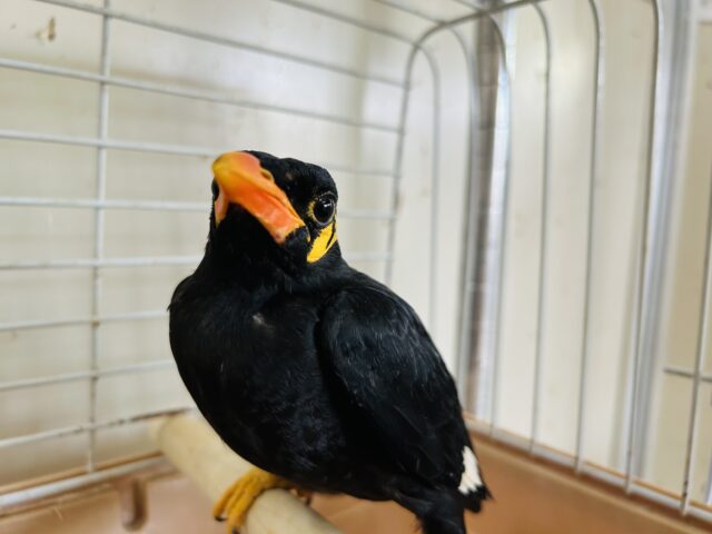 九官鳥（キュウカンチョウ）