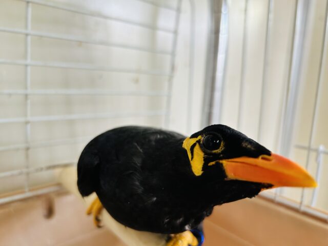 九官鳥（キュウカンチョウ）