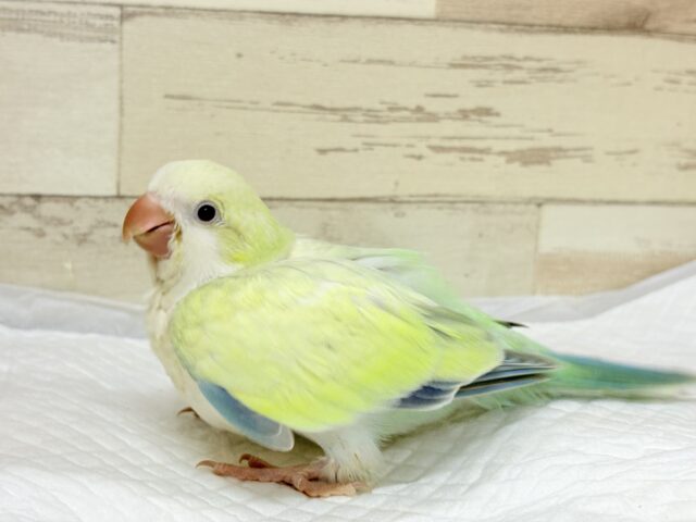 オキナインコ