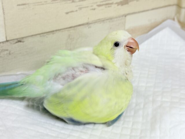 オキナインコ