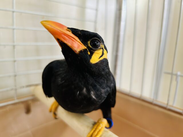 九官鳥（キュウカンチョウ）