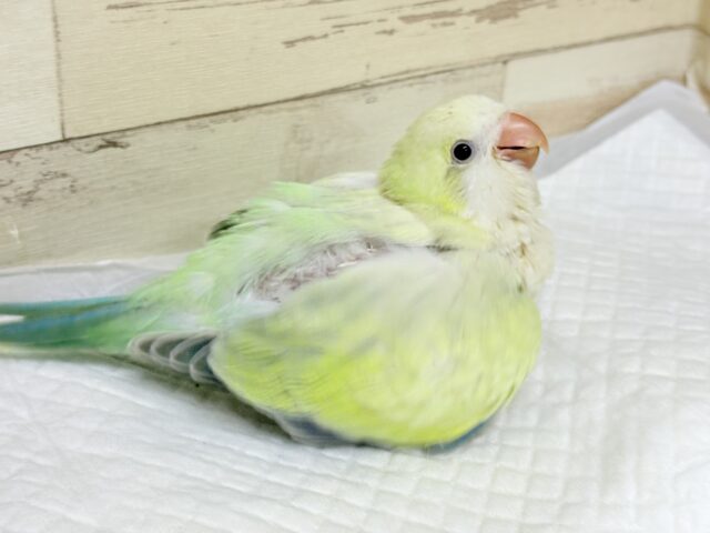 オキナインコ