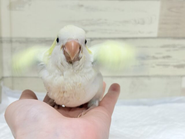 オキナインコ