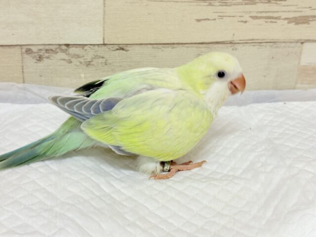 オキナインコ