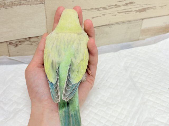 オキナインコ