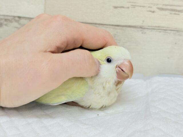オキナインコ