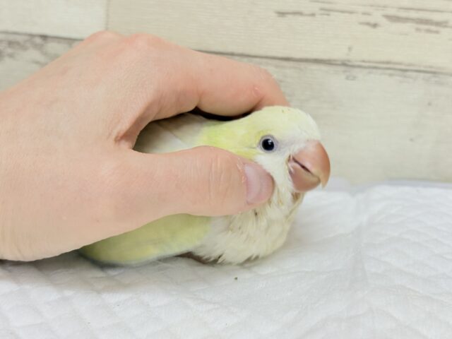 オキナインコ