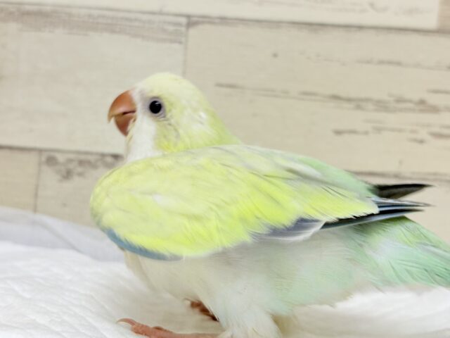 オキナインコ