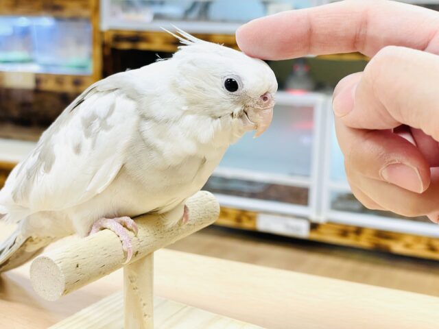 オカメインコ