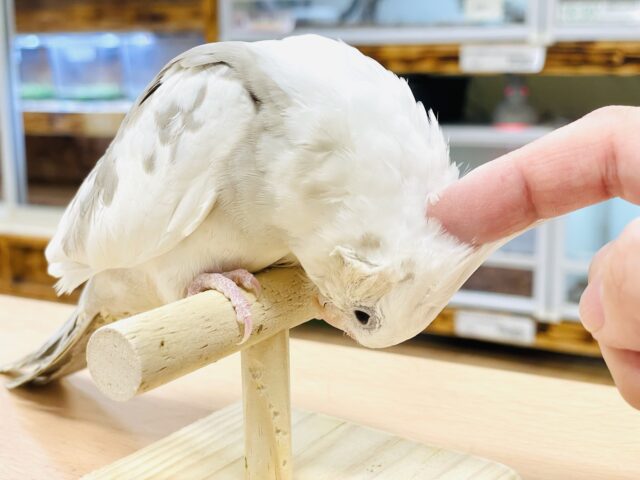 オカメインコ