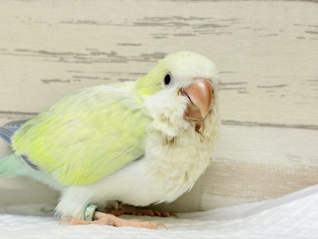 オキナインコ