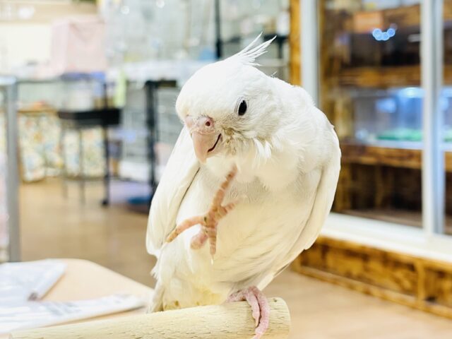 オカメインコ