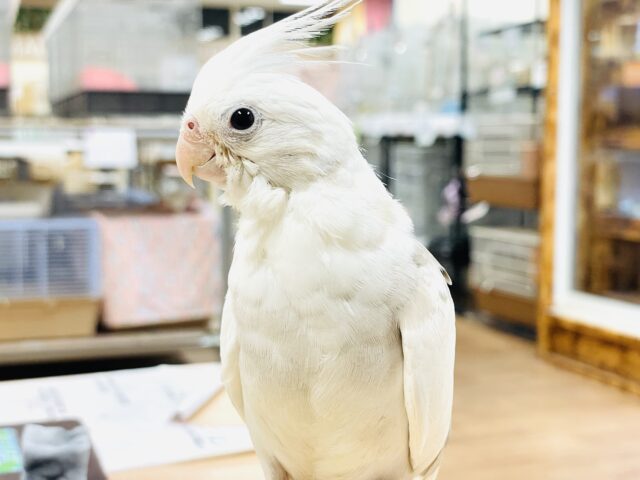 オカメインコ
